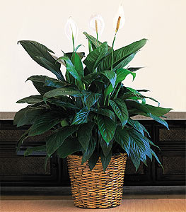 ukurambar iek sat , ieki , iekilik  Large Spathiphyllum