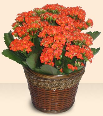 ankara ieki ukurambar ucuz iek gnder  Large Kalanchoe in Basket