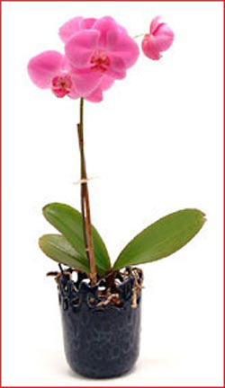 Ankara ukurambar hediye iek yolla  Phalaenopsis Orchid Plant