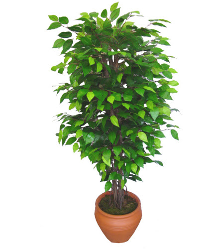 Ficus Benjamin 1,50 cm  ankara iek yolla ukurambar ieki telefonlar 