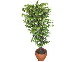 Ficus zel Starlight 1,75 cm  ukurambar ankara nternetten iek siparii 