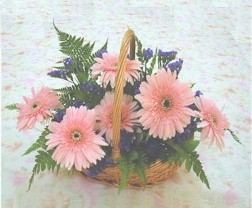 gerbera ieklerinde sepet  ukurambar cicek , cicekci 