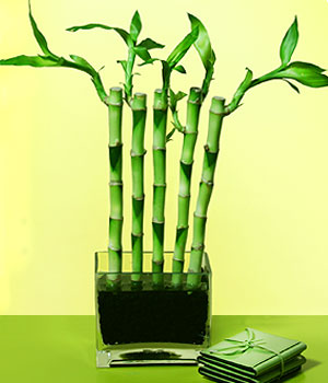 ankara iek yolla ukurambar ieki telefonlar  Good Harmony Lucky Bamboo camda