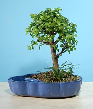 ukurambar ankara iek siparii iek gnderme  Bonsai 6 yas civari