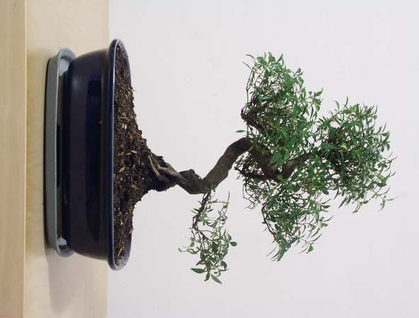 ithal bonsai saksi iegi Ankara ukurambar iek sat online ieki , iek siparii 