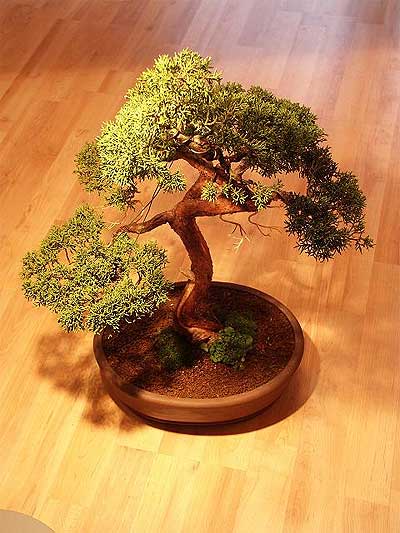 ithal bonsai saksi iegi Ankara ukurambar hediye iek yolla 