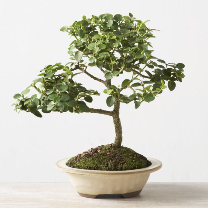 ithal bonsai saksi iegi ukurambar iek sat , ieki , iekilik 