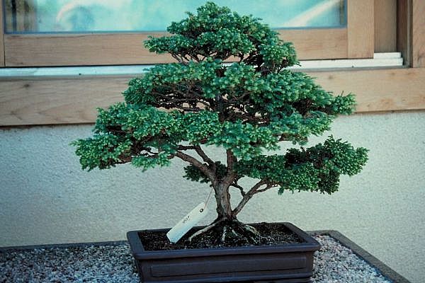 ithal bonsai saksi iegi ukurambar ankara iek siparii iek gnderme 