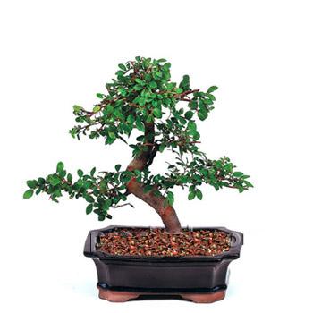 ithal bonsai saksi iegi Ankara ukurambar iek sat online ieki , iek siparii 