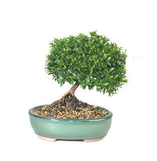 ithal bonsai saksi iegi ukurambar iek gnderme sitemiz gvenlidir 