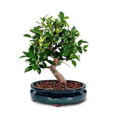 ithal bonsai saksi iegi ukurambar ankara iek maazas , ieki adresleri 