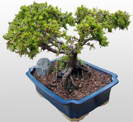 ithal bonsai saksi iegi ieki ukurambar iek servisi , ieki adresleri 