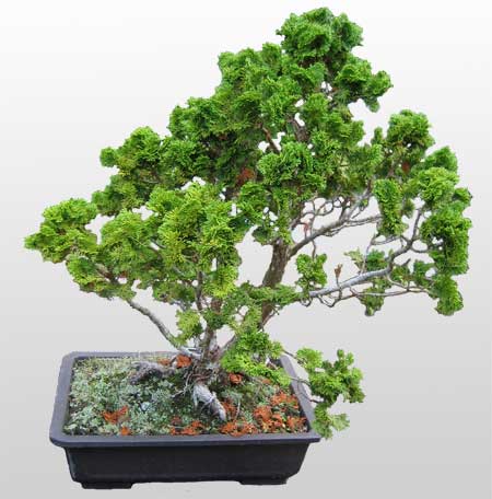 ithal bonsai saksi iegi ukurambar iek siparii vermek 