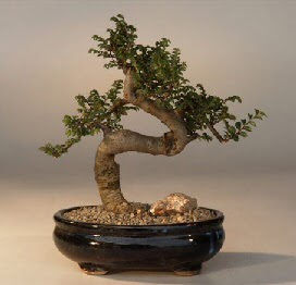 ithal bonsai saksi iegi ukurambar ankara iek siparii iek gnderme 