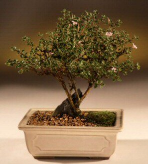 ithal bonsai saksi iegi Ankara ukurambar hediye iek yolla 