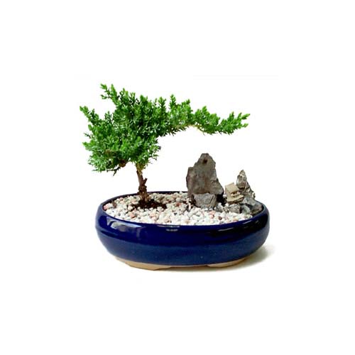 ithal bonsai saksi iegi Ankara ukurambar cicekciler , cicek siparisi 