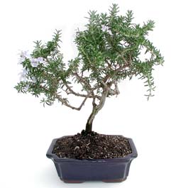 ithal bonsai saksi iegi ukurambar Ankara iek gnder uluslararas iek gnderme 