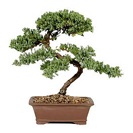 ithal bonsai saksi iegi Ankara ukurambar online iek gnderme sipari 