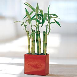 Lucky Bamboo sans melegi iegi ukurambar ankara internetten iek sat 