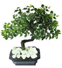 9 yasinda Bonsai agaci ukurambar ankara internetten iek sat 