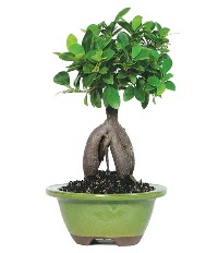 Bonsai saks iei ukurambar ankara iek maazas , ieki adresleri 