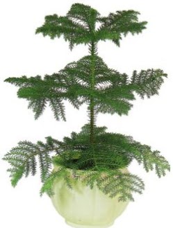 Araucaria Heterophylla i mekan saks Ankara ukurambar hediye iek yolla 