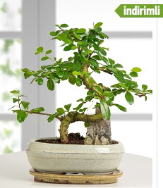 S eklinde ithal gerek bonsai japon aac Ankara ukurambar kaliteli taze ve ucuz iekler 