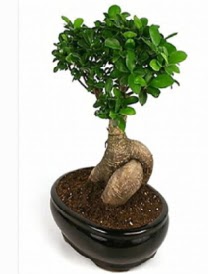 Bonsai saks bitkisi japon aac ukurambar ankara iek maazas , ieki adresleri 