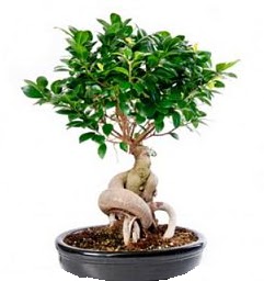 Bonsai Japon aac saks bitkisi ukurambar ankara iek siparii iek gnderme 