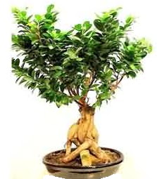 Bonsai Japon aac saks bitkisi ukurambar ankara iek maazas , ieki adresleri 