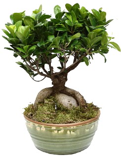 Japon aac bonsai saks bitkisi ukurambar iek siparii vermek 