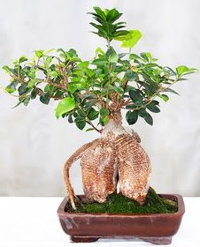 Japon aac bonsai saks bitkisi ukurambar Ankara hediye sevgilime hediye iek 