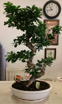 100 cm yksekliinde dev bonsai japon aac ukurambar iek siparii vermek 