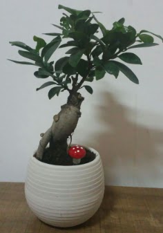 Bonsai japon aac saks iei Ankara ukurambar online iek gnderme sipari 