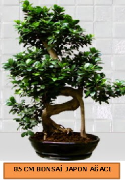 85 CM Japon aac Bonsai saks bitkisi ukurambar Ankara hediye sevgilime hediye iek 