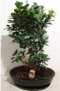 75 CM Ginseng bonsai Japon aac ukurambar iek online iek siparii 