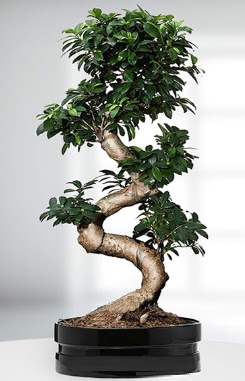 90 CM Japon Aac Bonsai saks iei Ankara ukurambar iek siparii sitesi 