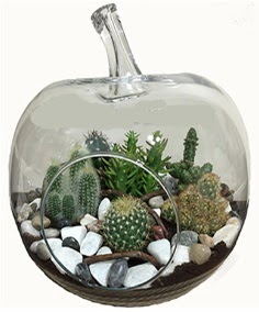 Terrarium tanzim elma camda 5 kakts ukurambar ankara iek maazas , ieki adresleri 