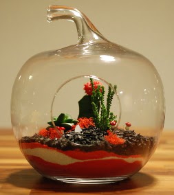 Elma Terrarium 3 kakts orta boy ukurambar ankara iek siparii iek gnderme 