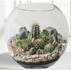 Cam fanus Terrarium 5 kakts Ankara ukurambar hediye iek yolla 