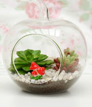 Kk elma terrarium 3 kakts Ankara ukurambar iek yolla , iek gnder , ieki  