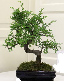 Bonsai saks iei ukurambar ankara iek siparii iek gnderme 