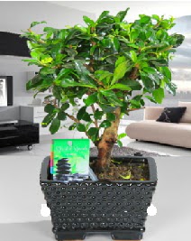 Bonsai japon aac saks bitkisi Ankara ukurambar 14 ubat sevgililer gn iek 