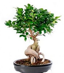 Bonsai japon aac seramik iinde ukurambar ankara iekleri gvenli kaliteli hzl iek 