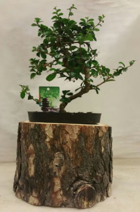 Doal ktk iinde bonsai japon aac ukurambar iek siparii vermek 