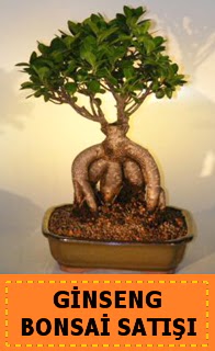 Ginseng bonsai sat japon aac ukurambar ankara nternetten iek siparii 