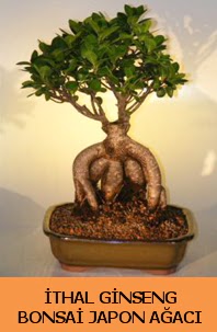 thal japon aac ginseng bonsai sat ukurambar iek siparii vermek 