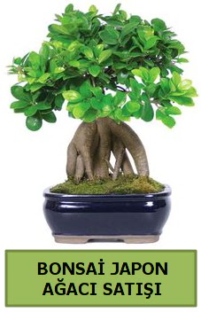 Bonsai japon aac sat Ankara ukurambar 14 ubat sevgililer gn iek 