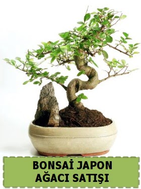 Bonsai japon  aac sat Minyatr thal ukurambar ankara ieki telefonlar yurtii ve yurtd iek siparii 