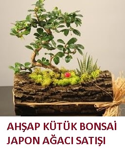 Ahap ktk ierisinde bonsai ve 3 kakts ieki ukurambar iek servisi , ieki adresleri 